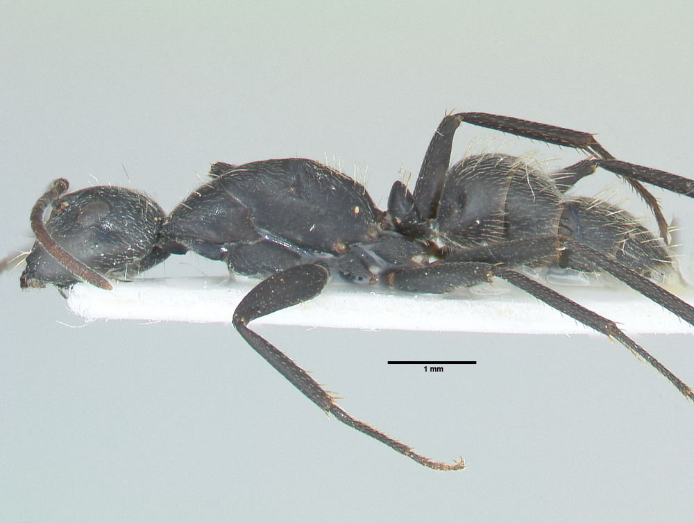 Camponotus vagus, kleine Arbeiterin, lateral