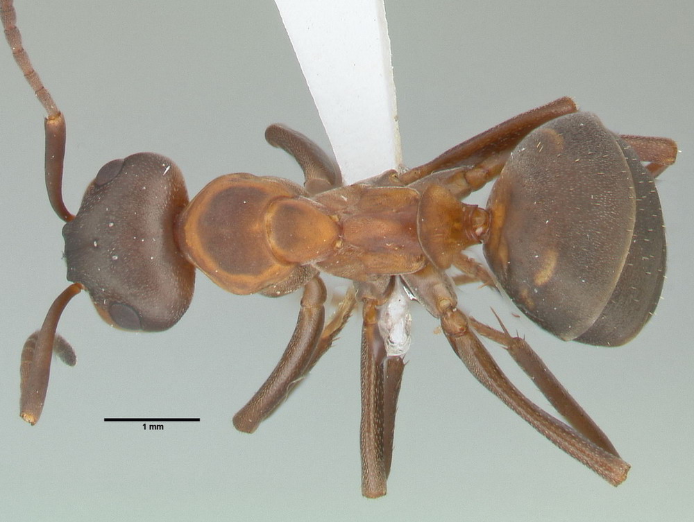 Formica polyctena, Arbeiterin, dorsal