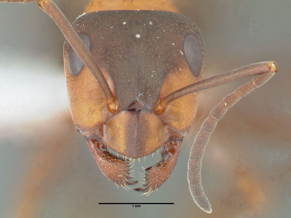 Formica polyctena, Arbeiterin, frontal