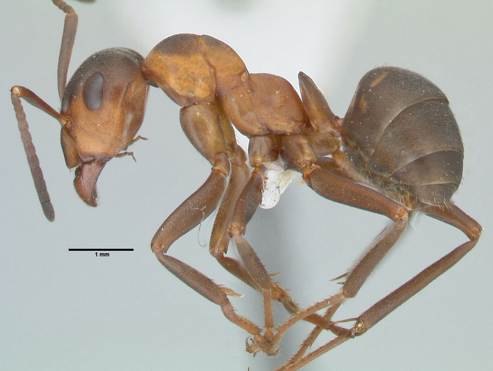 Formica polyctena, Arbeiterin, lateral