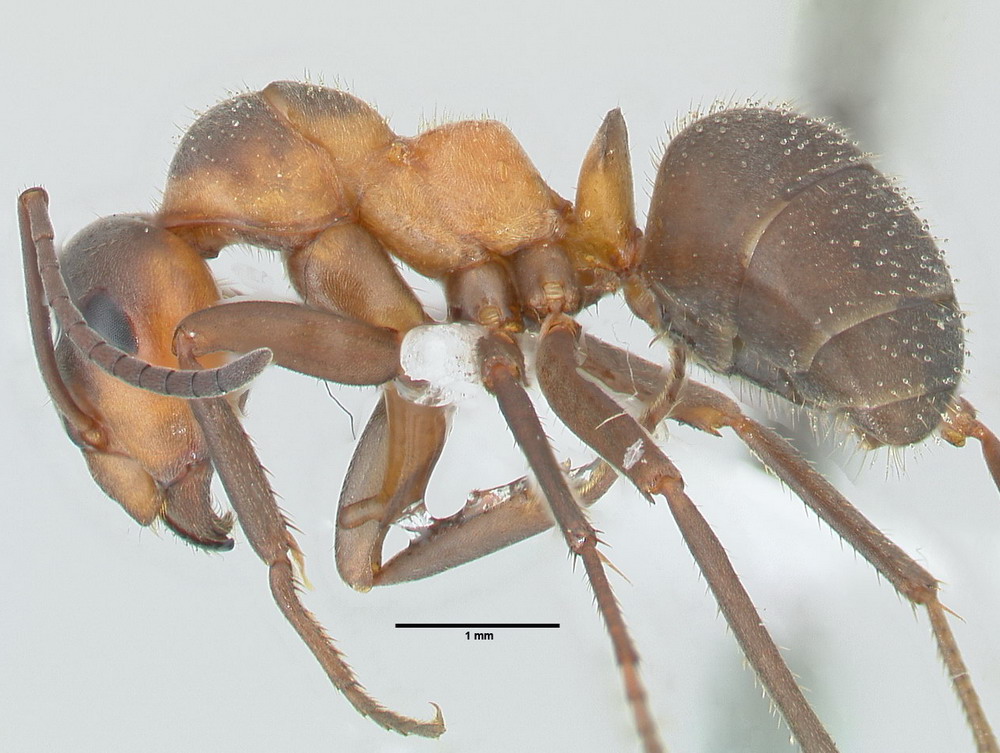 Formica pratensis, Arbeiterin, lateral