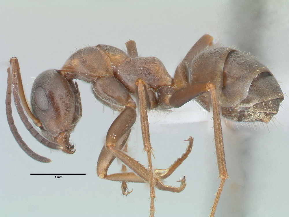 Formica rufibarbis, Arbeiterin, lateral