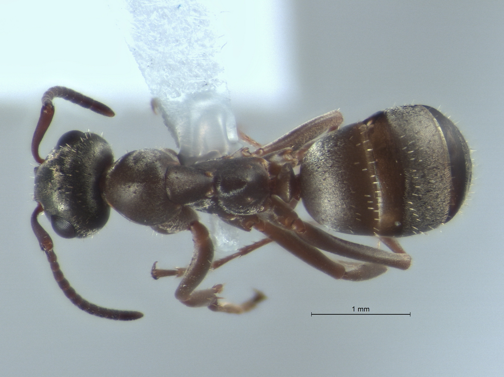 Formica fuscocinerea, Arbeiterin, dorsal. Formica fuscocinerea, Arbeiterin, dorsal.