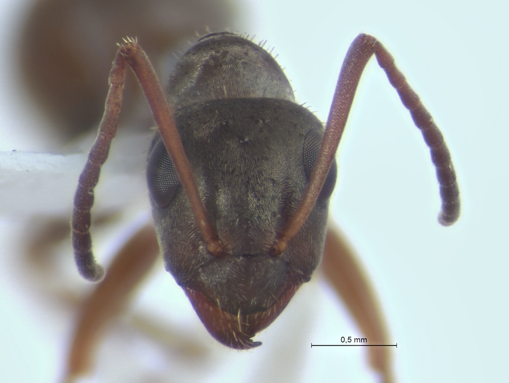 Formica fuscocinerea, Arbeiterin, frontal. Formica fuscocinerea, Arbeiterin, frontal.