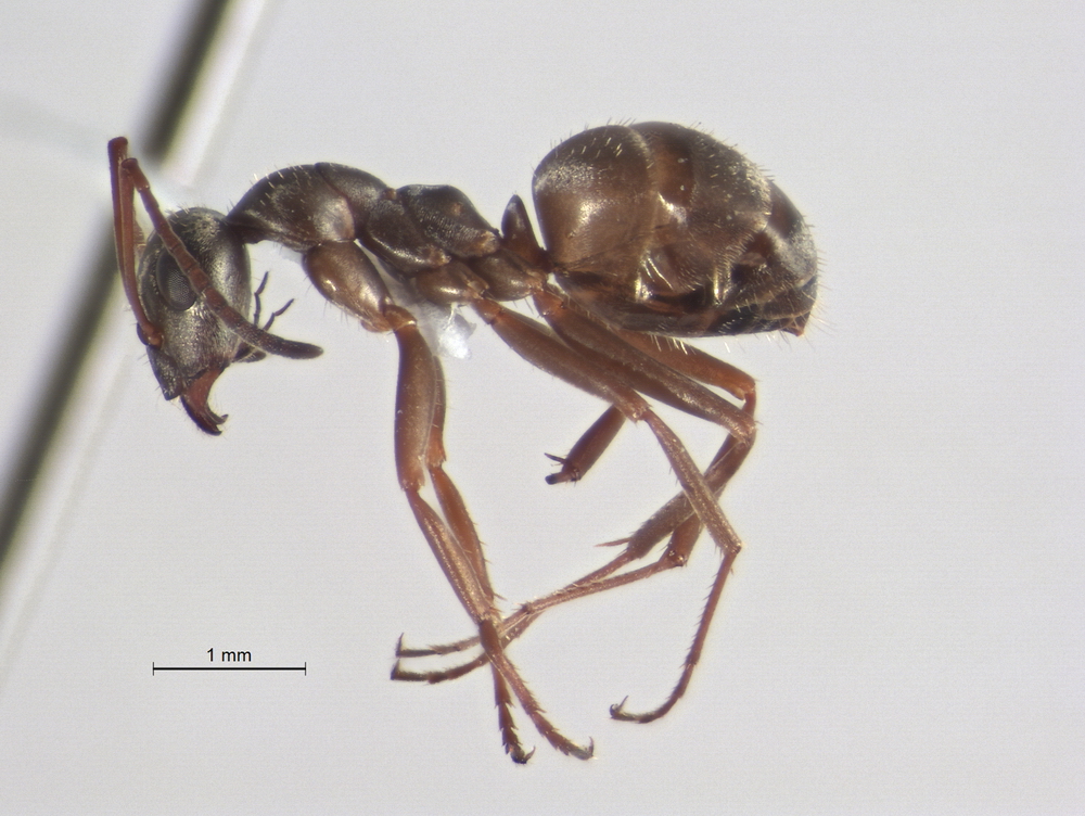 Formica fuscocinerea, Arbeiterin, lateral. Formica fuscocinerea, Arbeiterin, lateral.