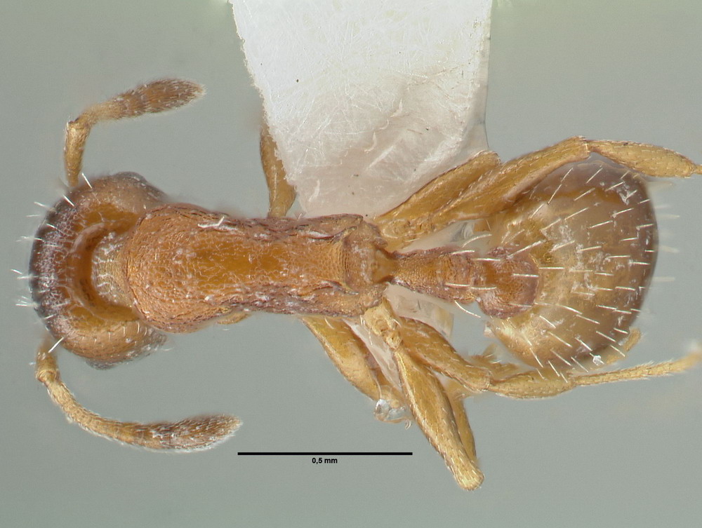 Temnothorax nigriceps, Arbeiterin, dorsal