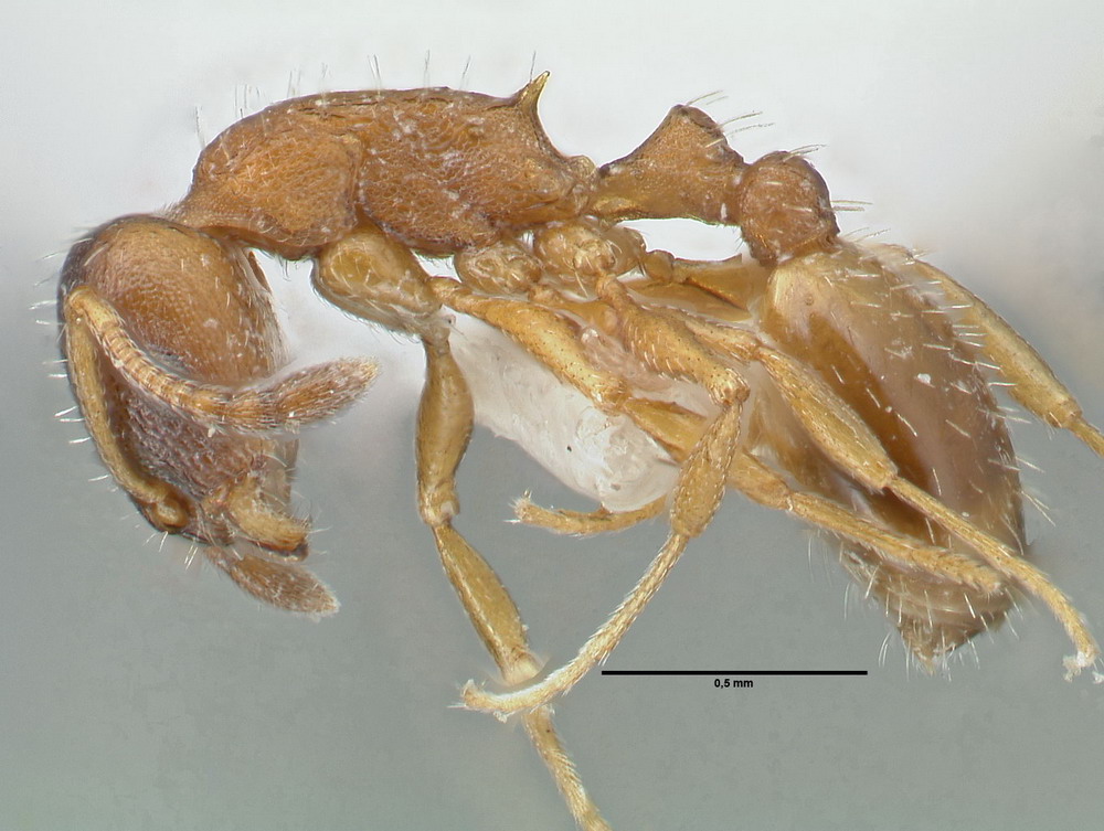 Temnothorax nigriceps, Arbeiterin, lateral