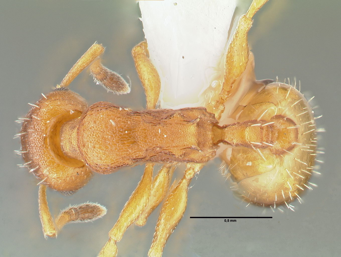Temnothorax unifasciatus, Arbeiterin, dorsal