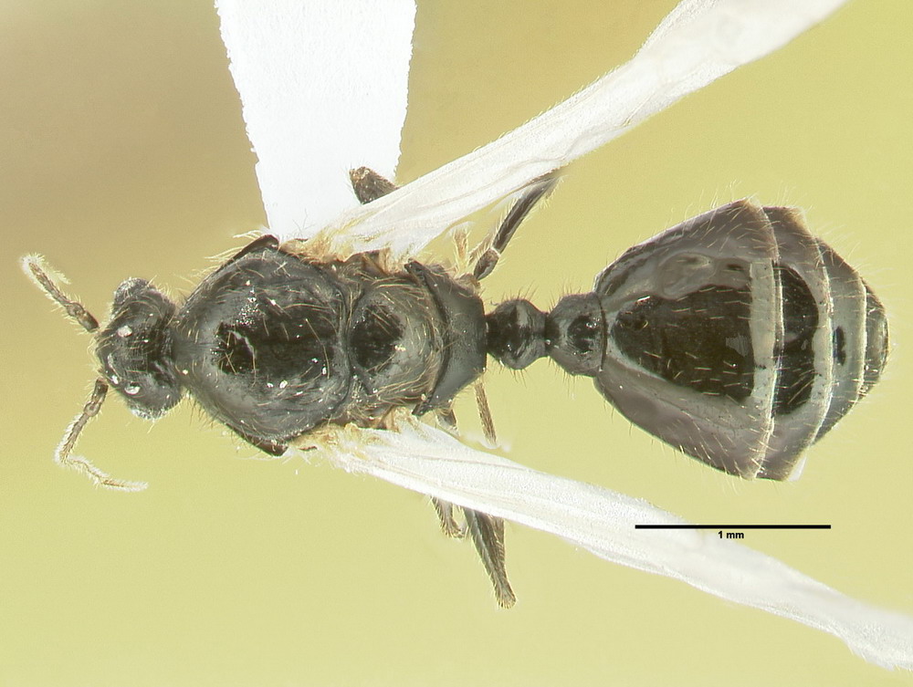 Diplorhoptrum fugax, Männchen, dorsal