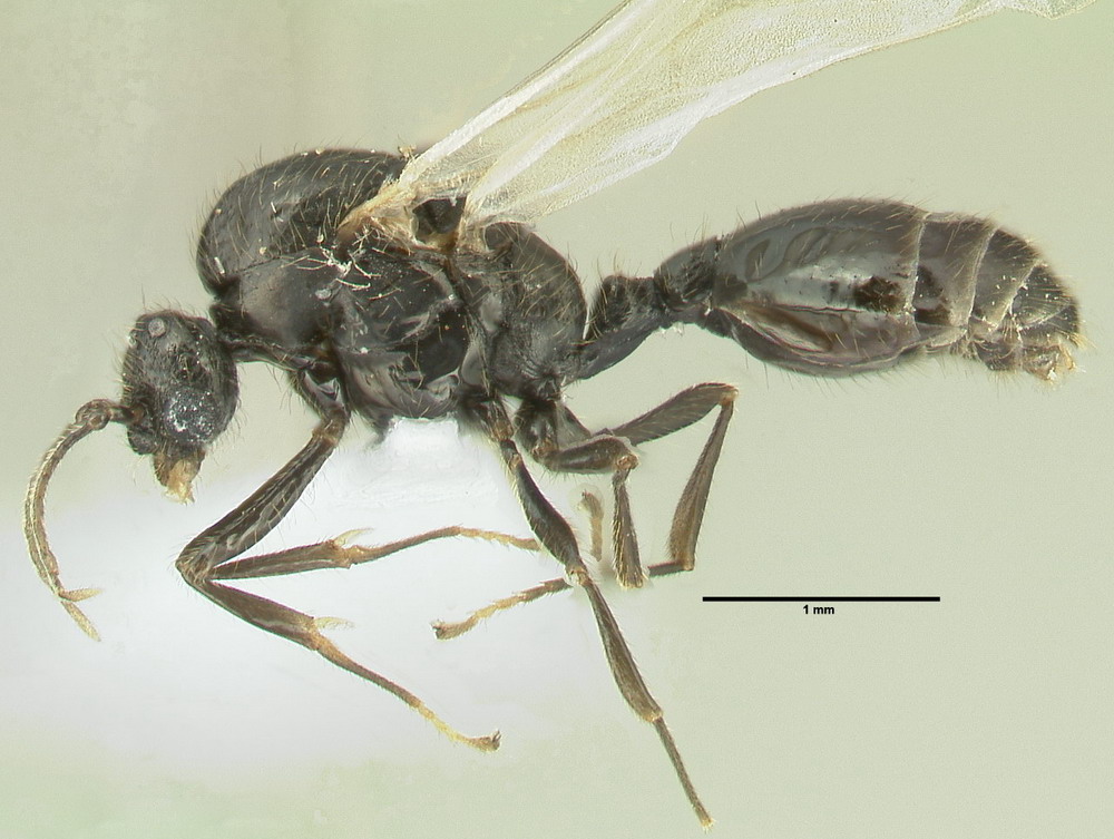 Diplorhoptrum fugax, Männchen, lateral