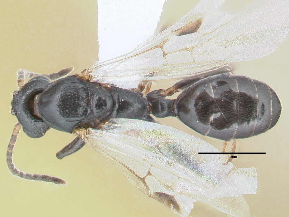 Dolichoderus quadripunctatus, Männchen, dorsal