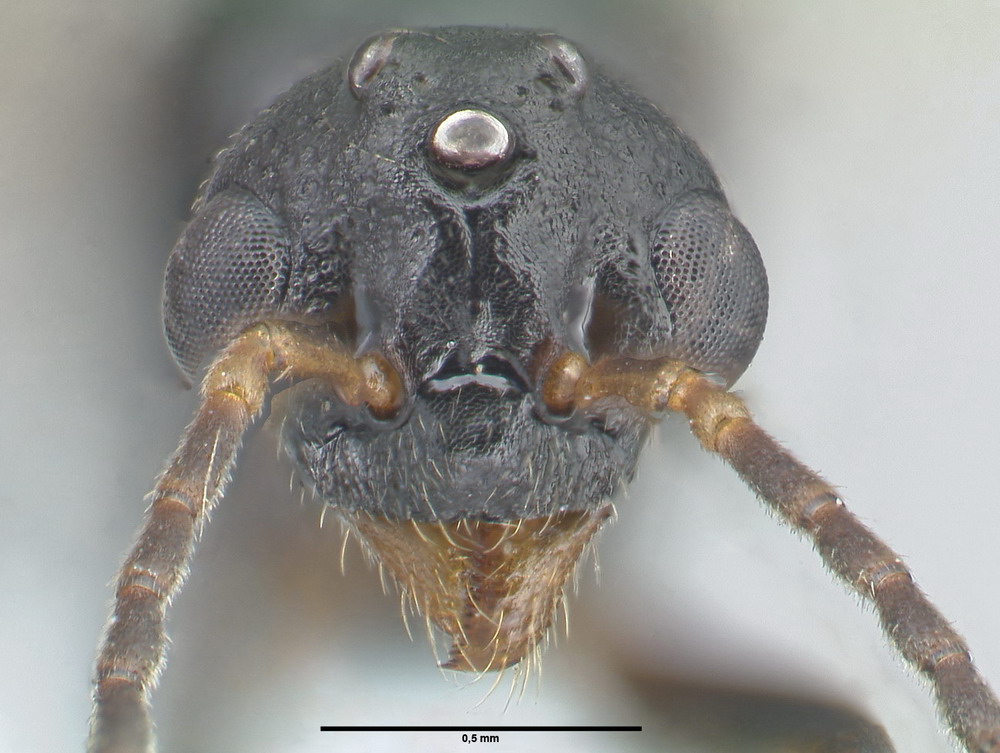 Dolichoderus quadripunctatus, Männchen, frontal