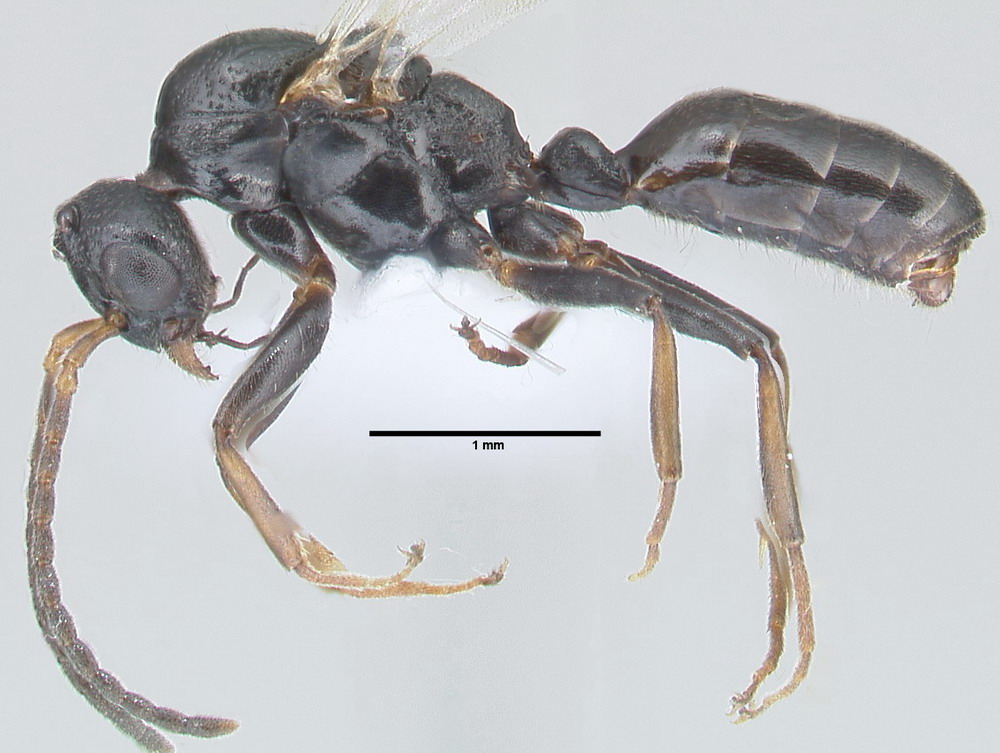 Dolichoderus quadripunctatus, Männchen, lateral