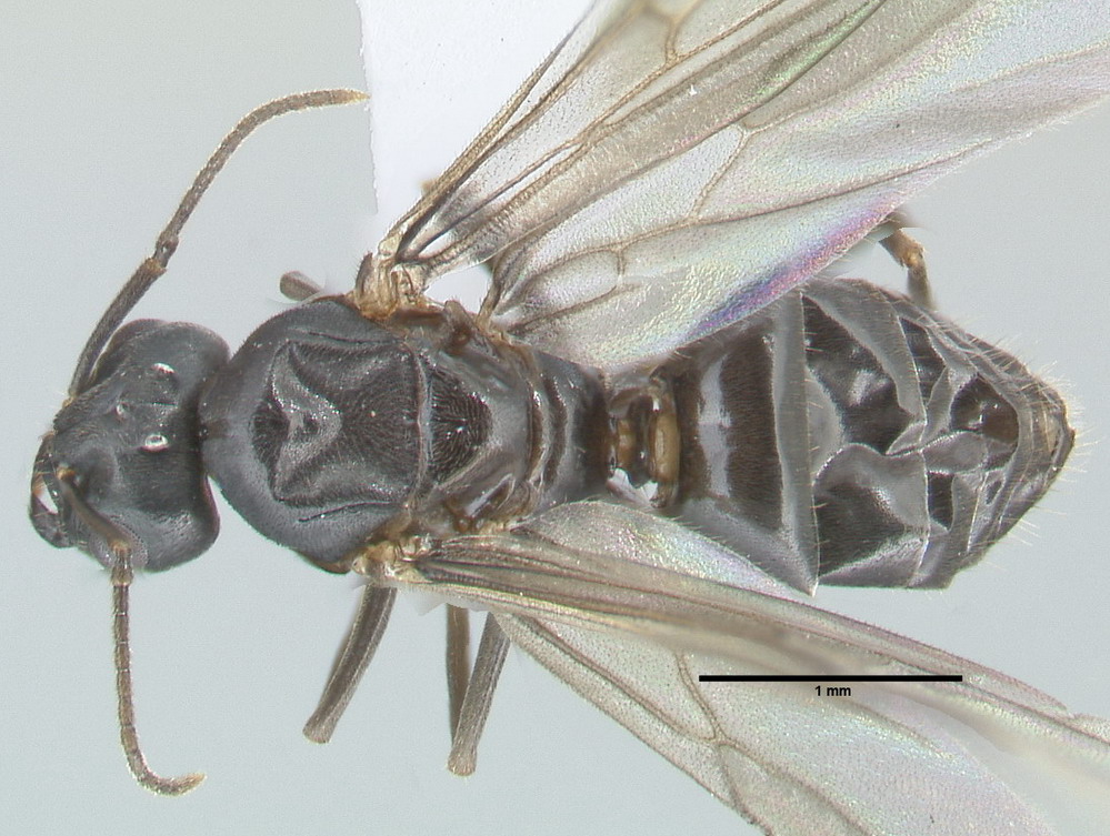 Lasius brunneus, Männchen, dorsal