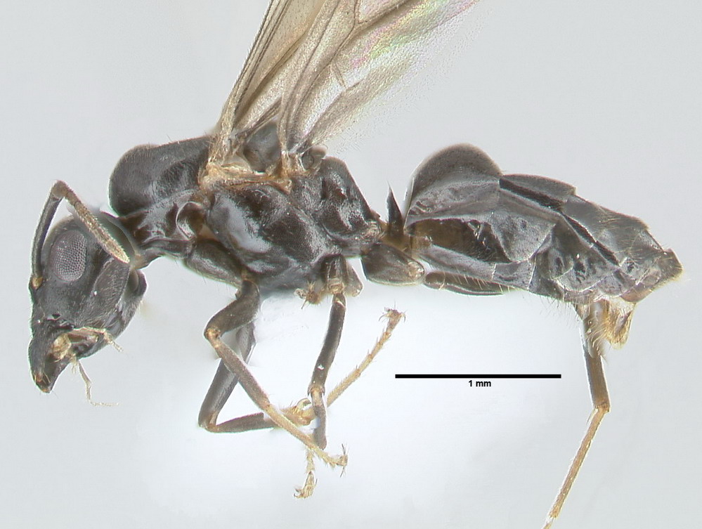 Lasius brunneus, Männchen, lateral