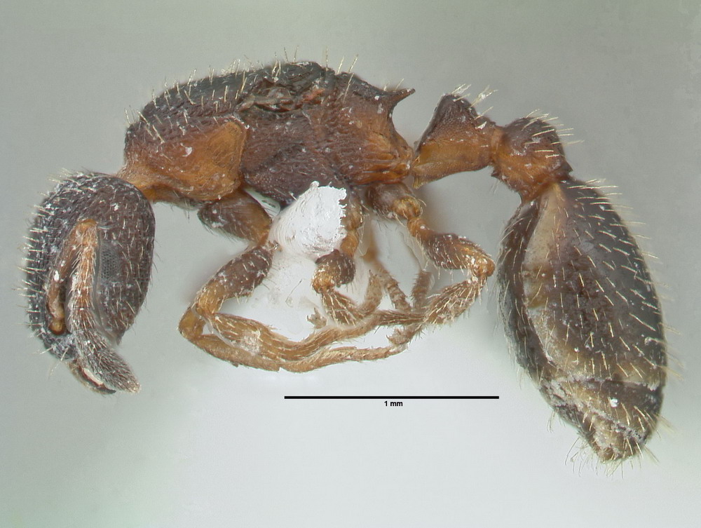 Leptothorax acervorum, Königin, lateral