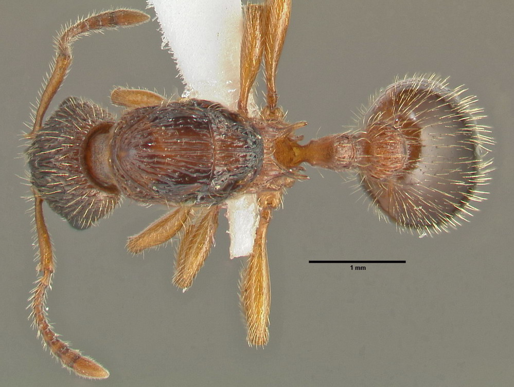 Myrmica schencki, Königin, dorsal