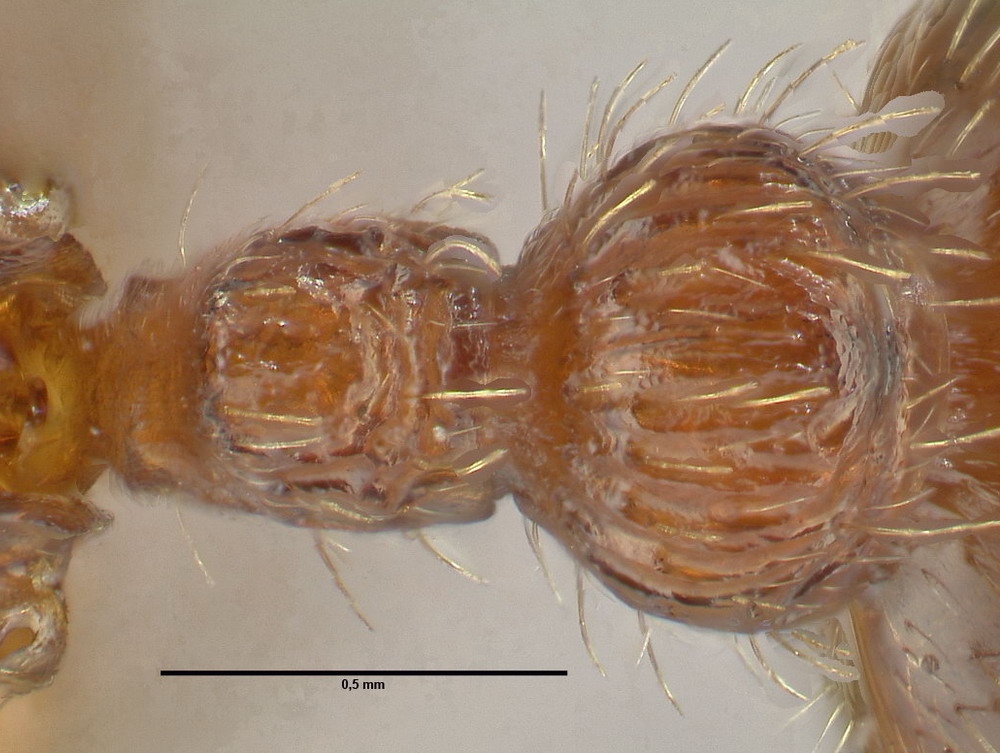 Myrmica schencki, Königin, Detail Petiolus und Postpetiolus dorsal