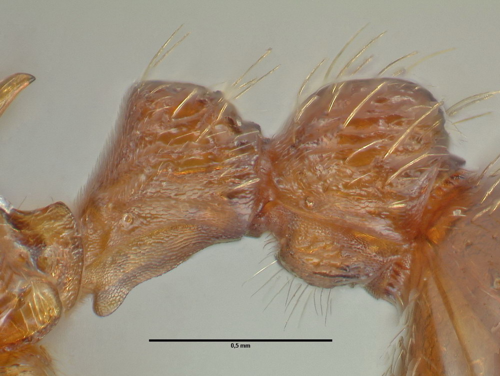 Myrmica schencki, Königin, Detail Petiolus und Postpetiolus lateral