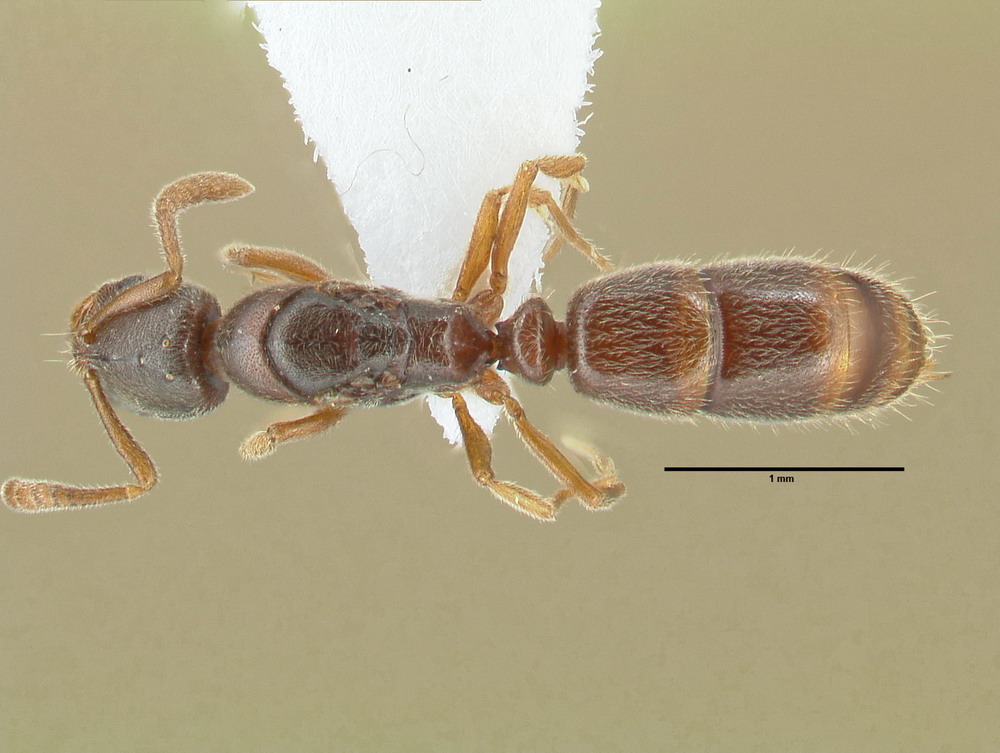 Ponera coarctata, Königin, dorsal Ponera coarctata, Königin, dorsal