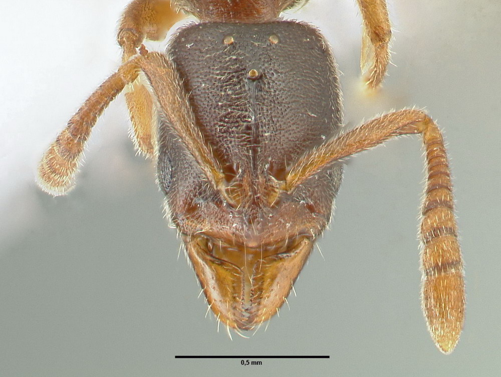 Ponera coarctata, Königin, frontal Ponera coarctata, Königin, frontal