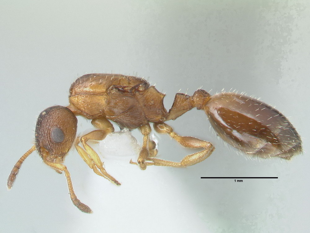 Temnothorax affinis, Königin, lateral
