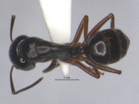 Camponotus fallax, kleine Arbeiterin, dorsal