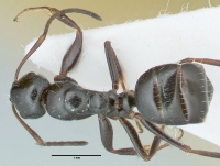 Camponotus piceus, kleine Arbeiterin, dorsal