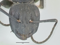 Camponotus vagus, große Arbeiterin, frontal