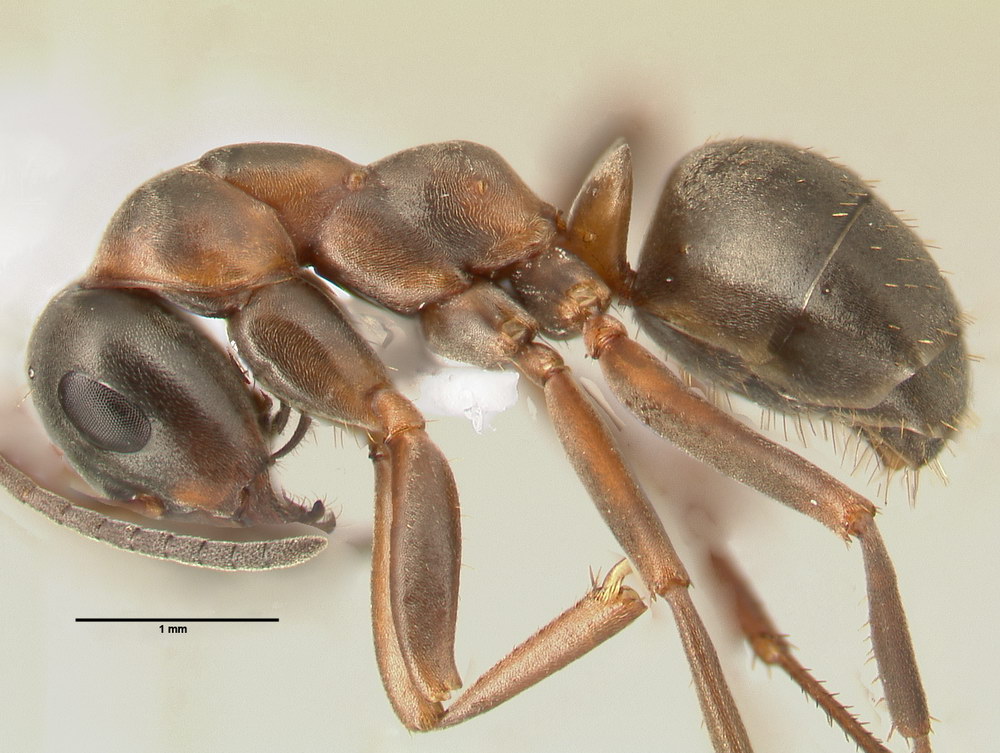 Formica cunicularia, Arbeiterin, lateral