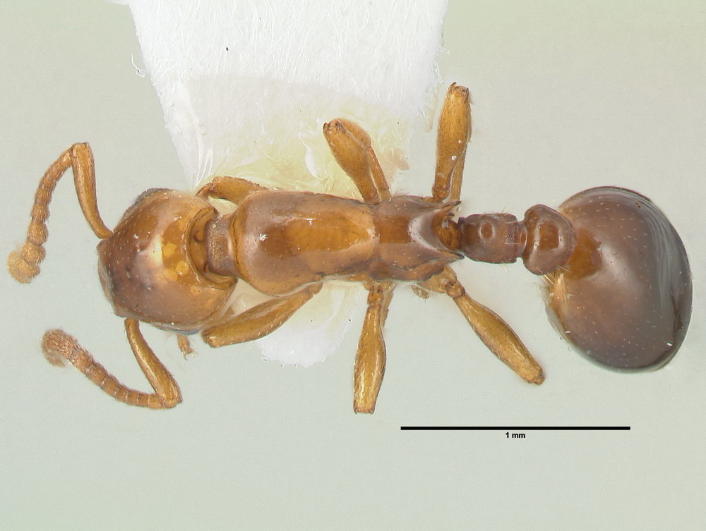 Formicoxenus nitidulus, Männchen, dorsal