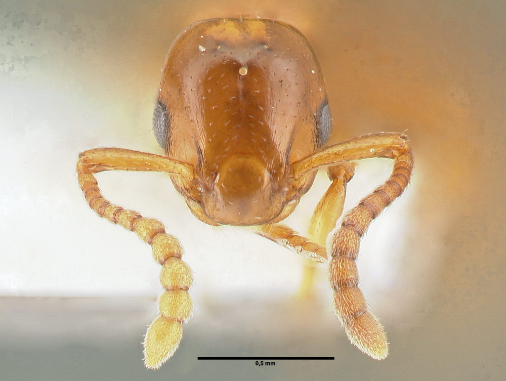 Formicoxenus nitidulus, Männchen, frontal