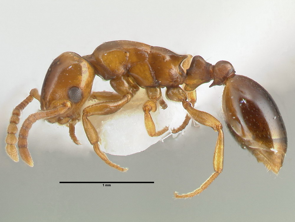Formicoxenus nitidulus, Männchen, lateral