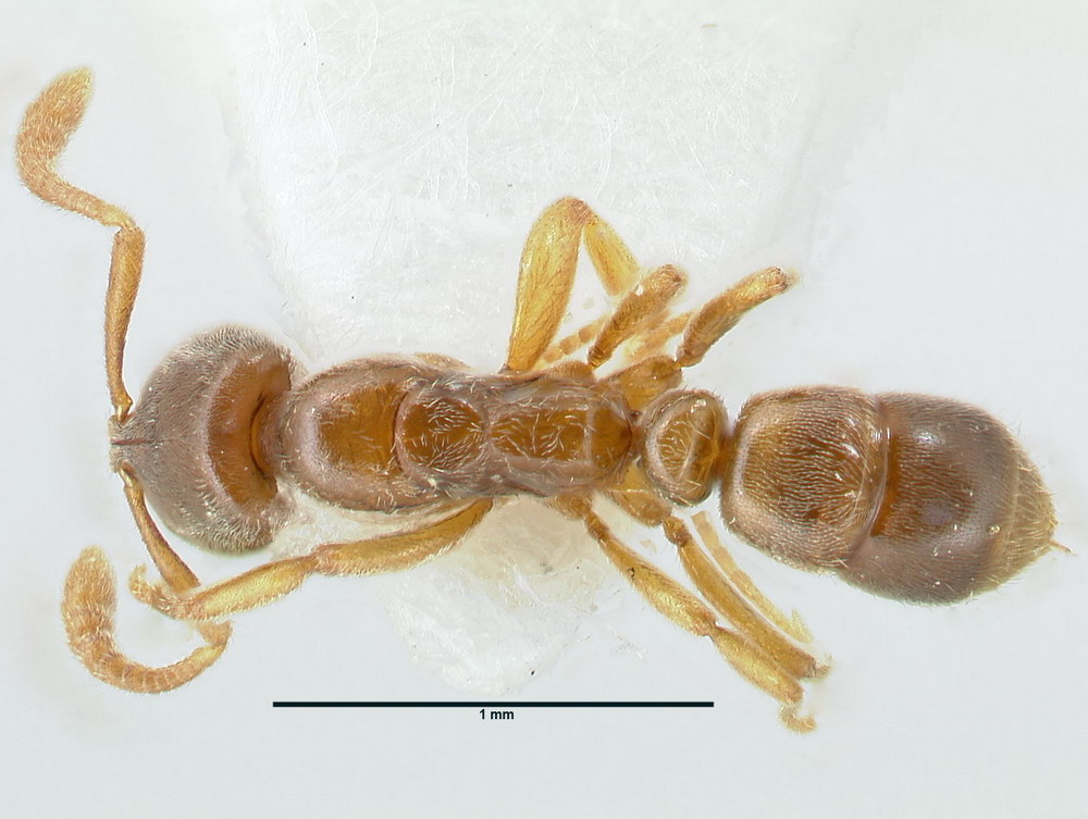 Hypoponera punctatissima, Arbeiterin, dorsal