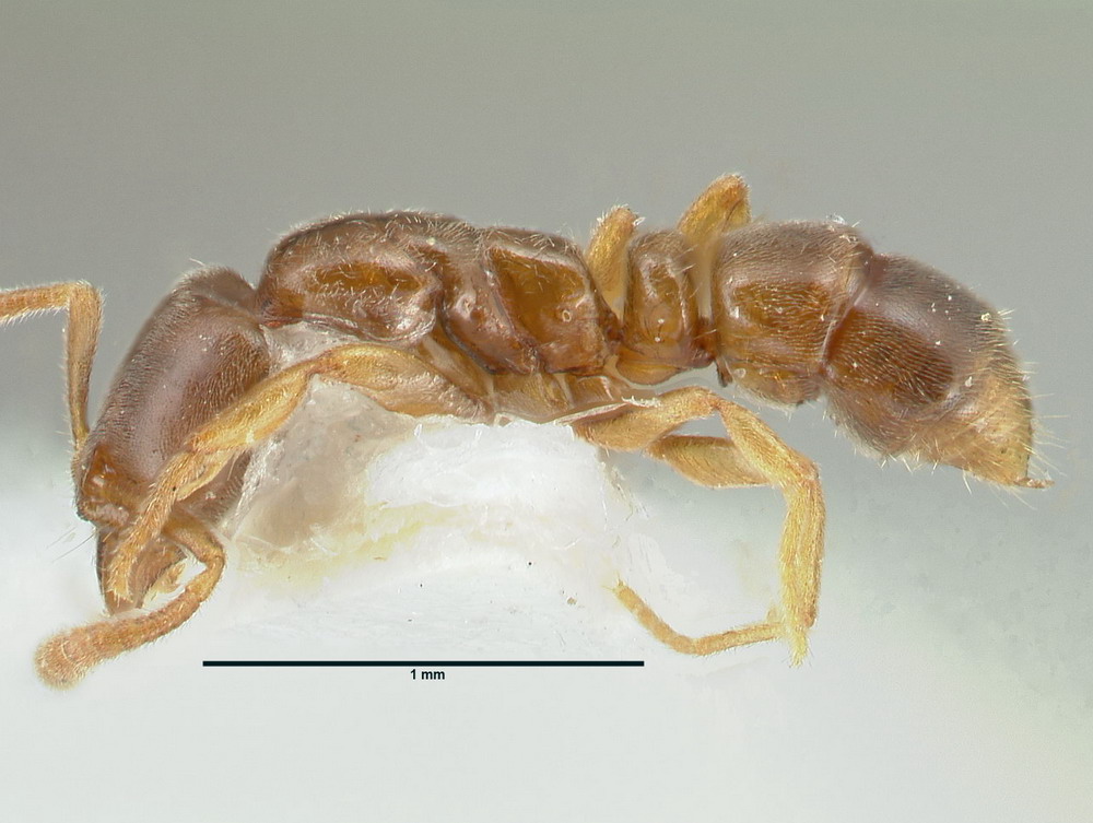 Hypoponera punctatissima, Arbeiterin, lateral