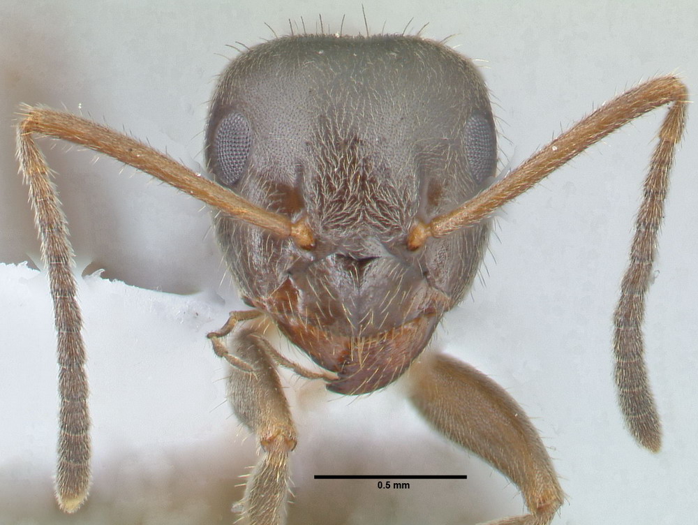 Lasius platythorax, Arbeiterin, frontal