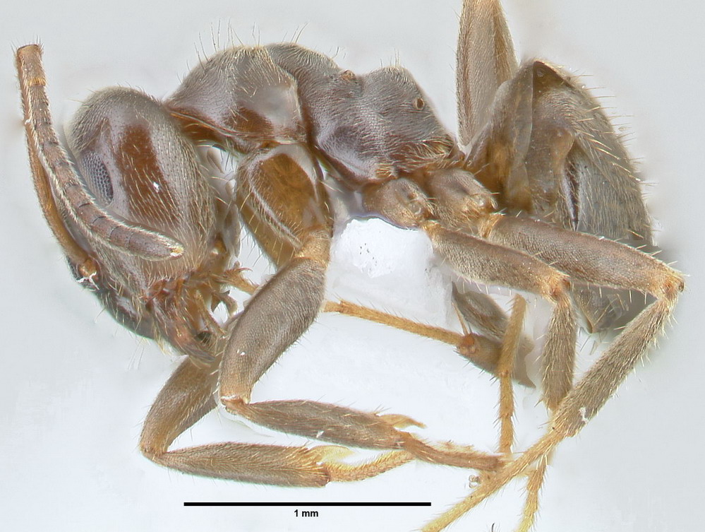 Lasius platythorax, Arbeiterin, lateral