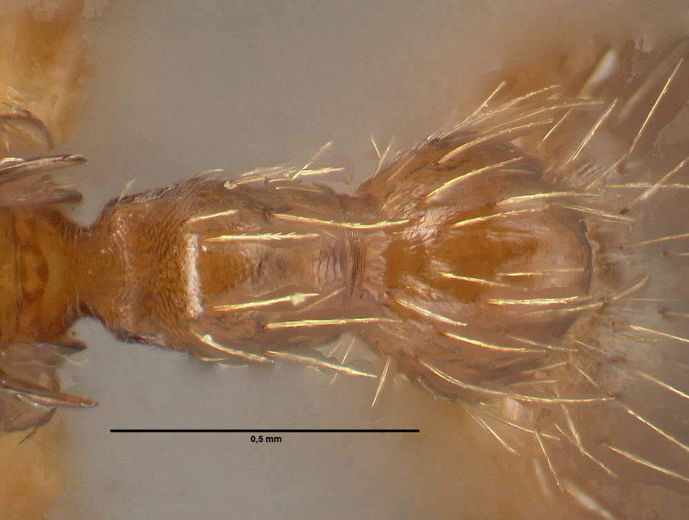 Myrmica rubra, Arbeiterin, Detail Petiolus und Postpetiolus dorsal