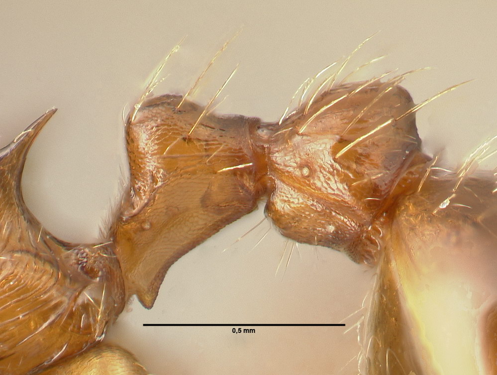 Myrmica rubra, Arbeiterin, Detail Petiolus und Postpetiolus lateral