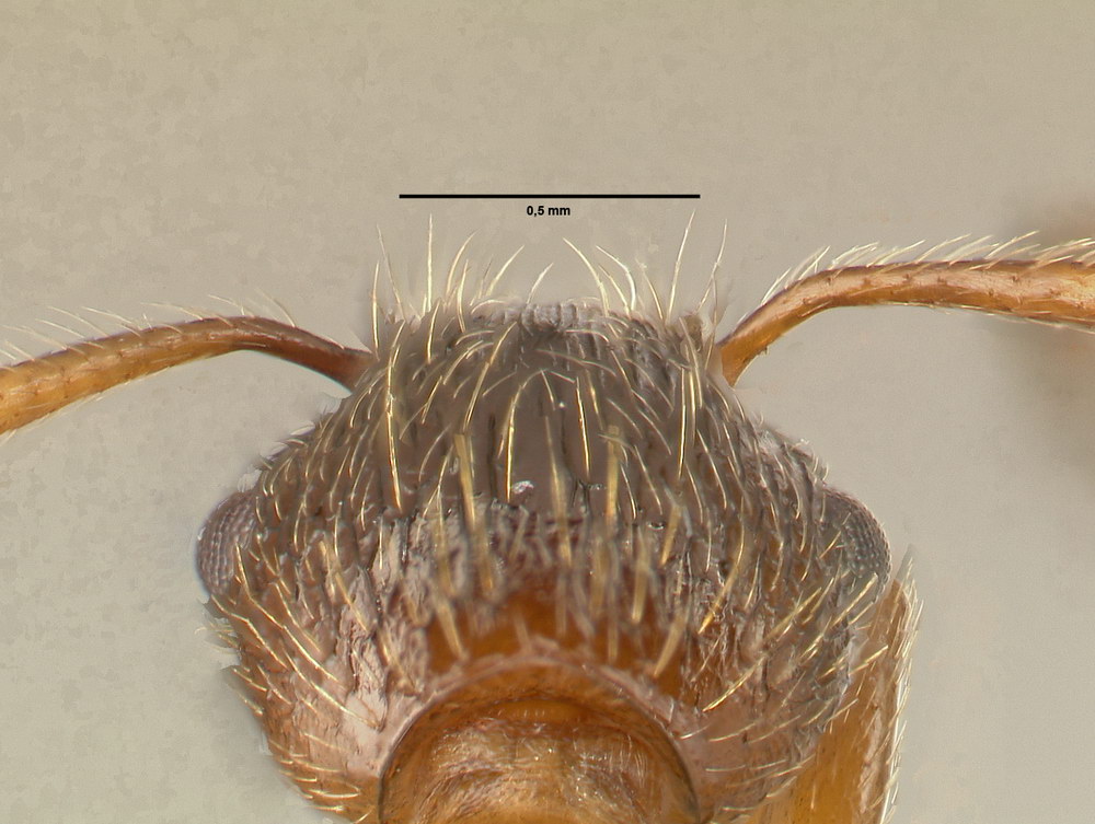 Myrmica rubra, Arbeiterin, Detail Scapus-Gelenke