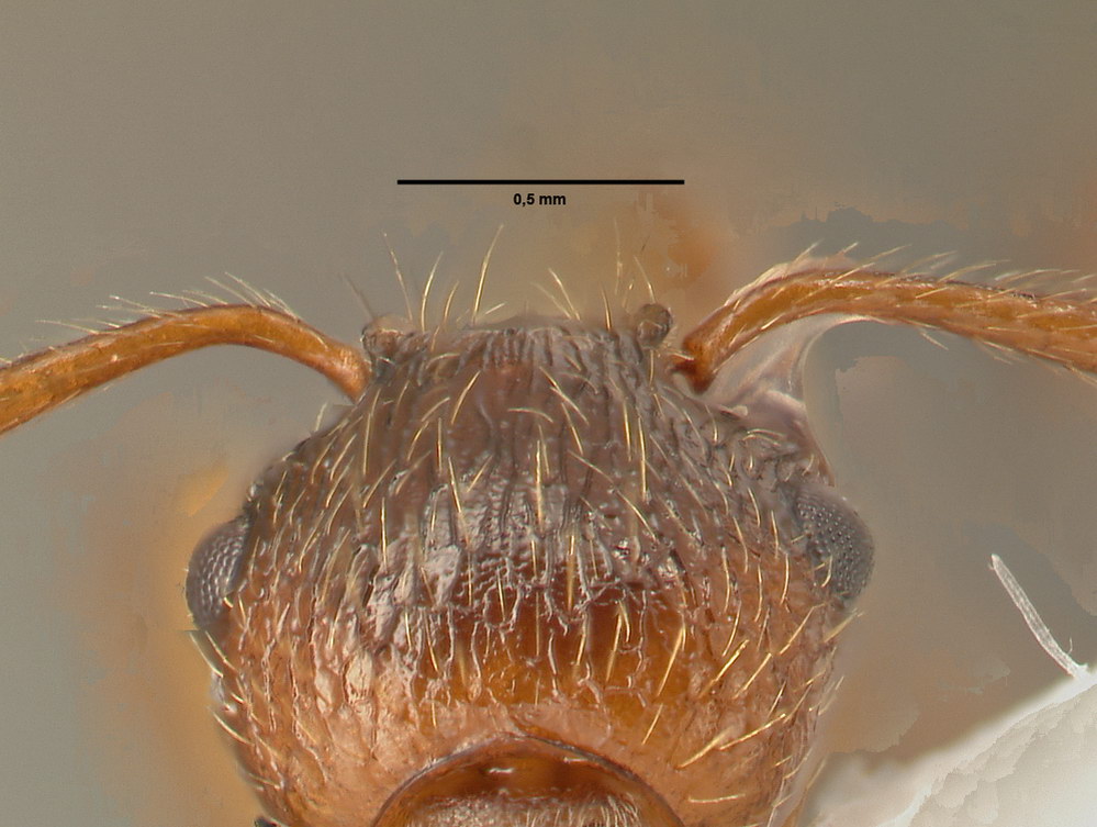 Myrmica ruginodis, Detail Scapus-Gelenke