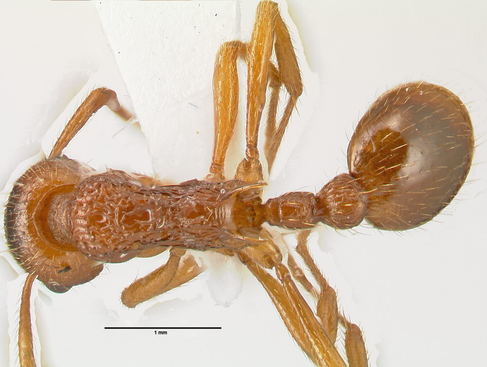 Myrmica ruginodis, Arbeiterin, dorsal