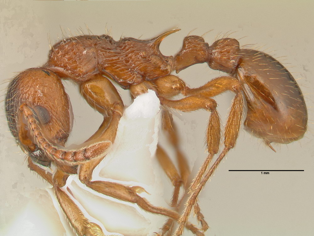 Myrmica ruginodis, Arbeiterin, lateral