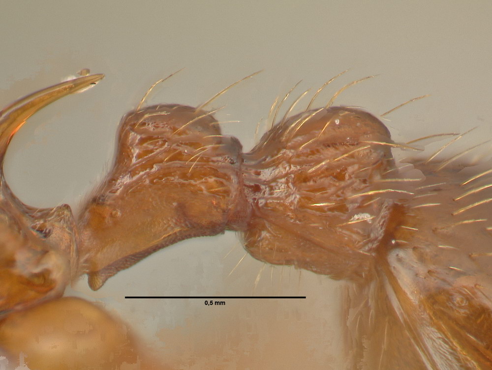 Myrmica ruginodis, Arbeiterin, Detail Petiolus und Postpetiolus lateral