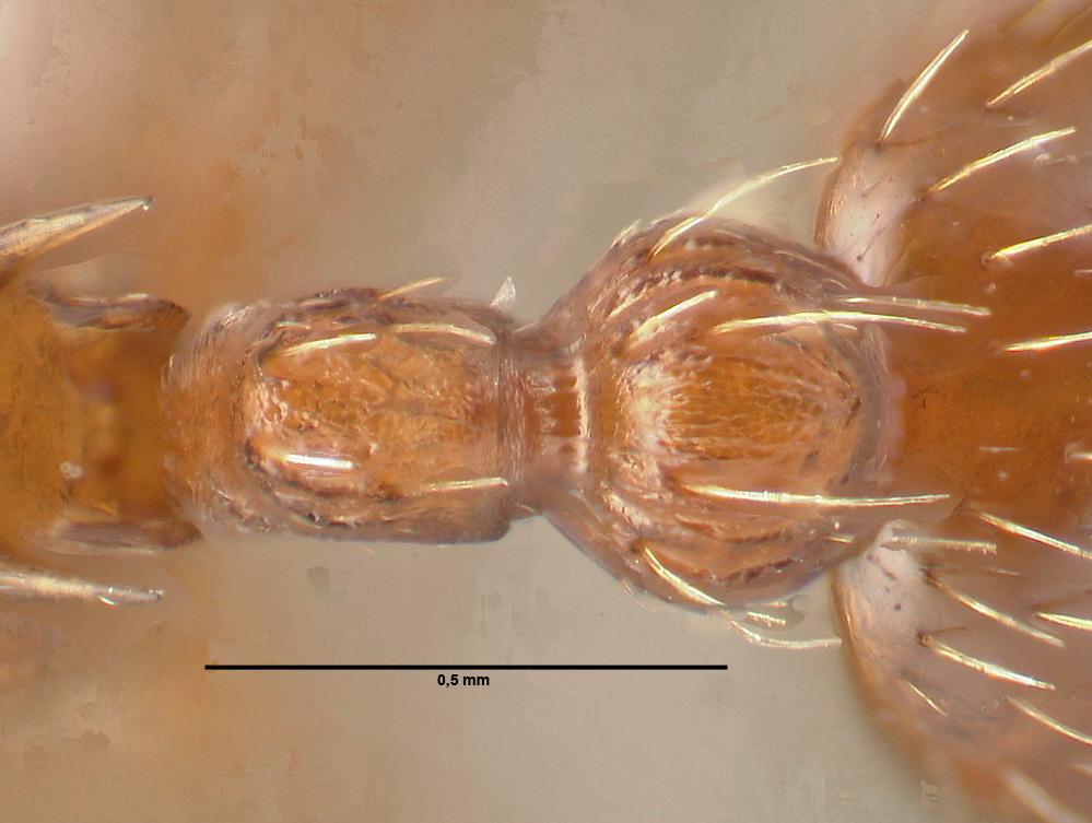 Myrmica rugulosa, Arbeiterin, Detail Petiolus und Postpetiolus dorsal