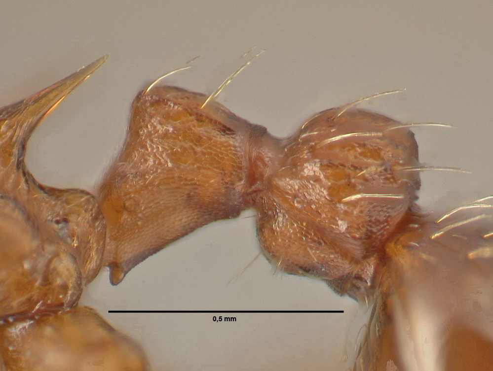 Myrmica rugulosa, Arbeiterin, Detail Petiolus und Postpetiolus lateral
