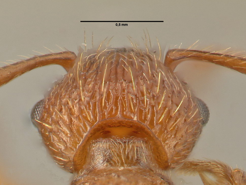 Myrmica scabrinodis, Arbeiterin, Detail Scapus-Gelenke