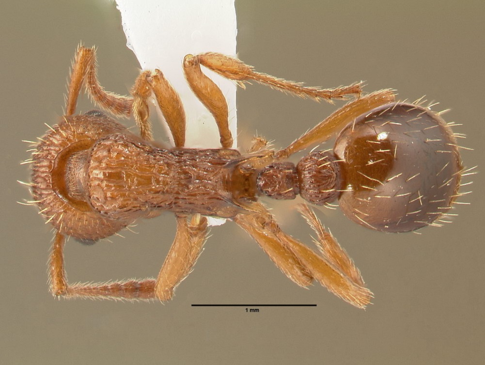 Myrmica scabrinodis, Arbeiterin, dorsal