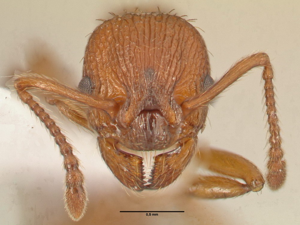 Myrmica scabrinodis, Arbeiterin, frontal