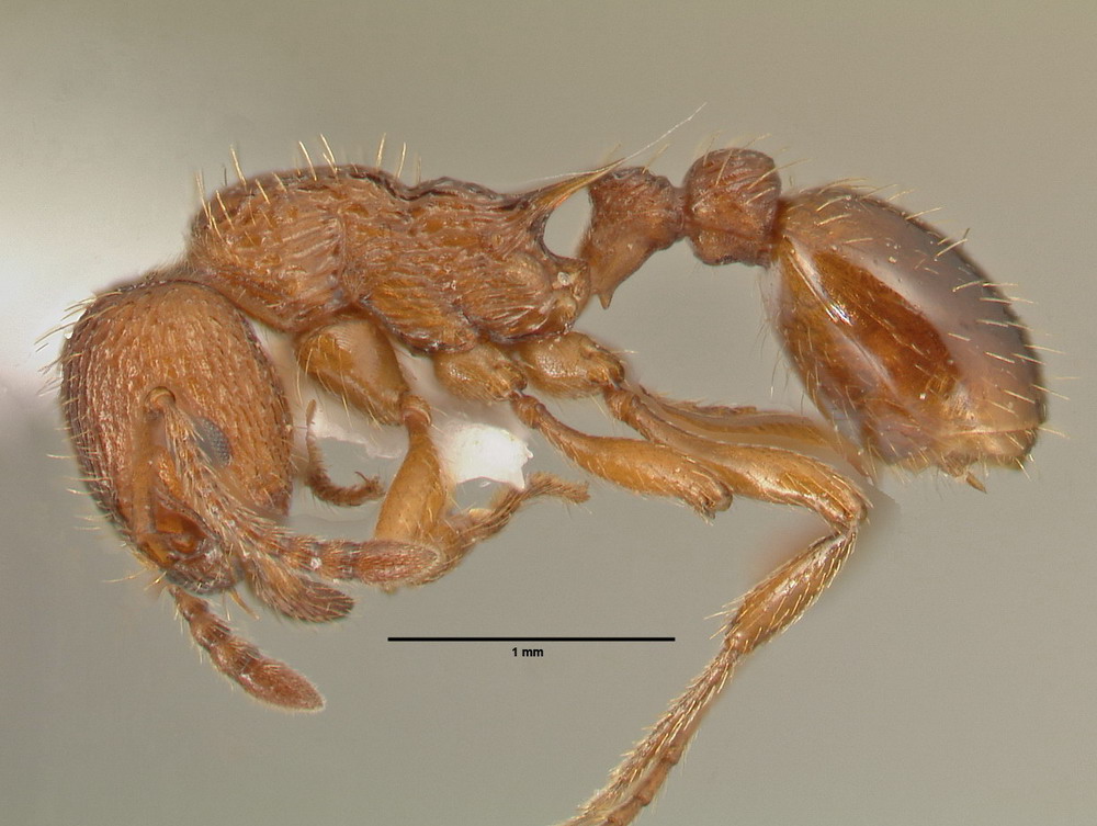Myrmica scabrinodis, Arbeiterin, lateral